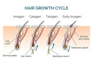 Understanding the Hair Growth Cycle